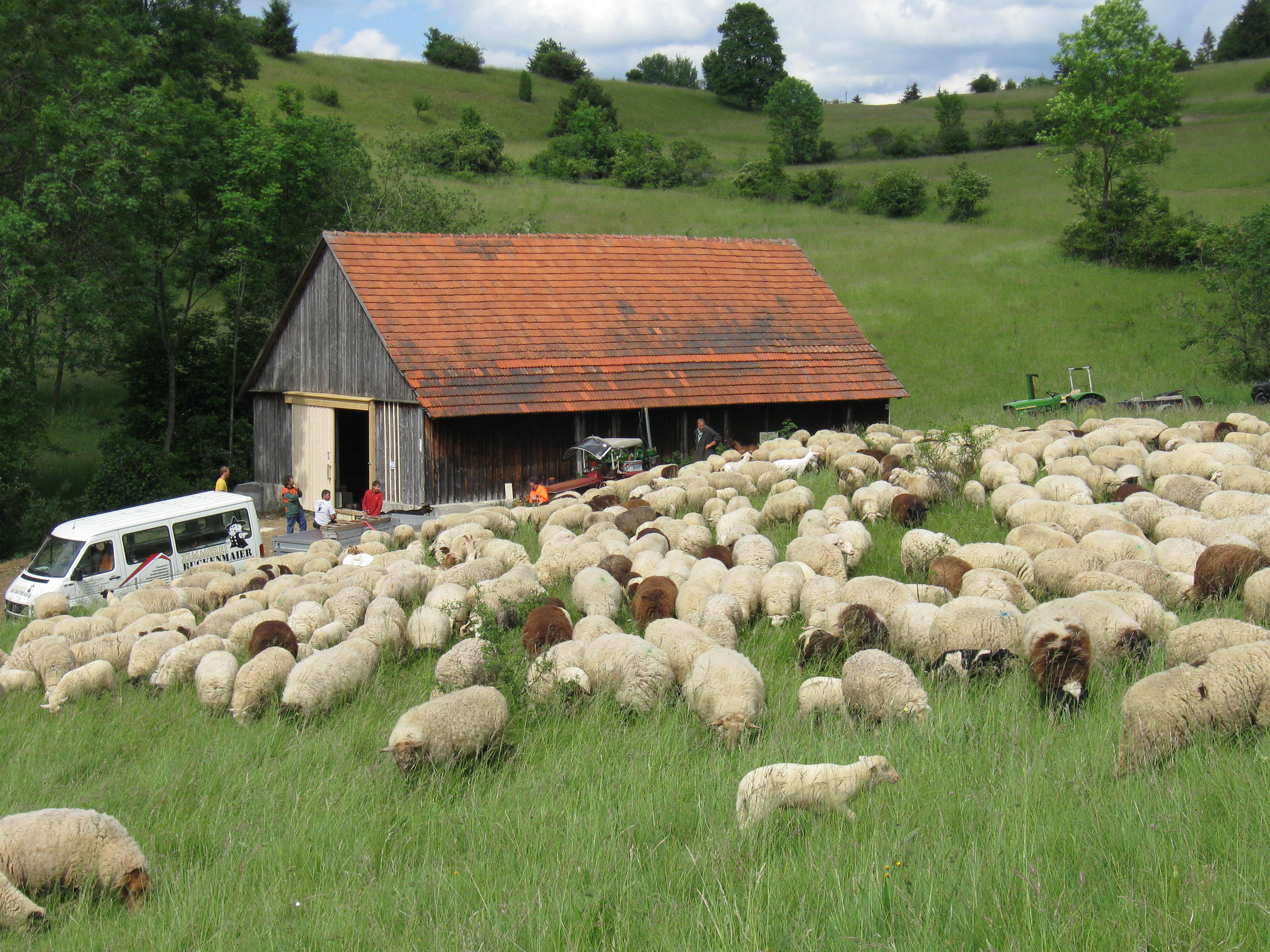 Schafstall mit Schafherde 2011